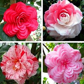 50 Pcs/Bag, Camellia Seeds,Camellia Japonica,Potted Plants, Planting Seasons, Flowering Plants