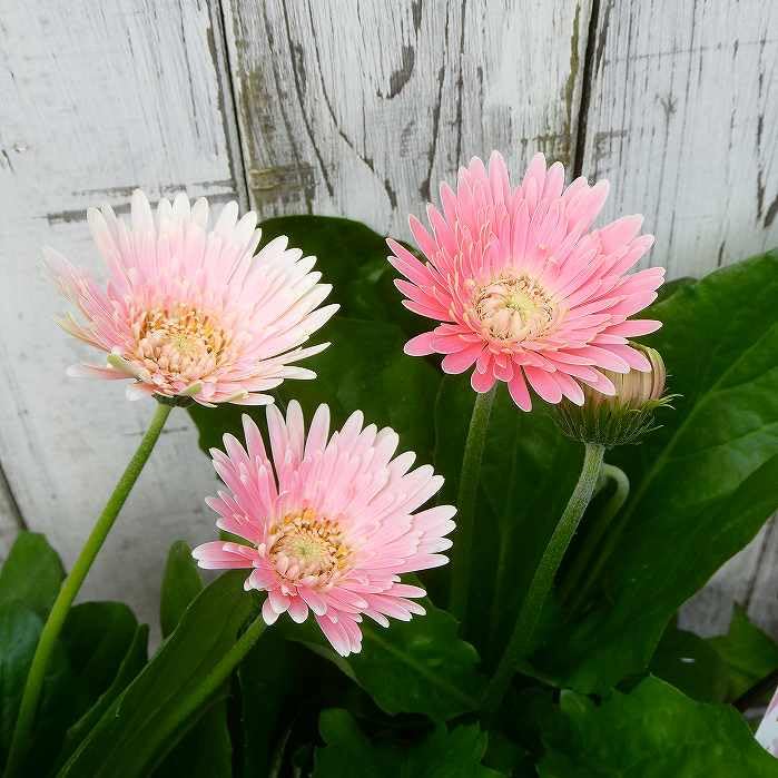 ガーベラガルビネア八重咲ピンク 宿根草 ② 宿根ガーベラ・ガルビネア