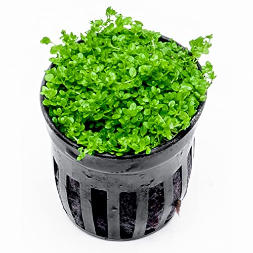 SubstrateSource Live Aquarium Stem Plants - Freshwater Aquatic Plant for Fish Tanks, Aquascaping - (Bacopa Australis, 1 Bunch)