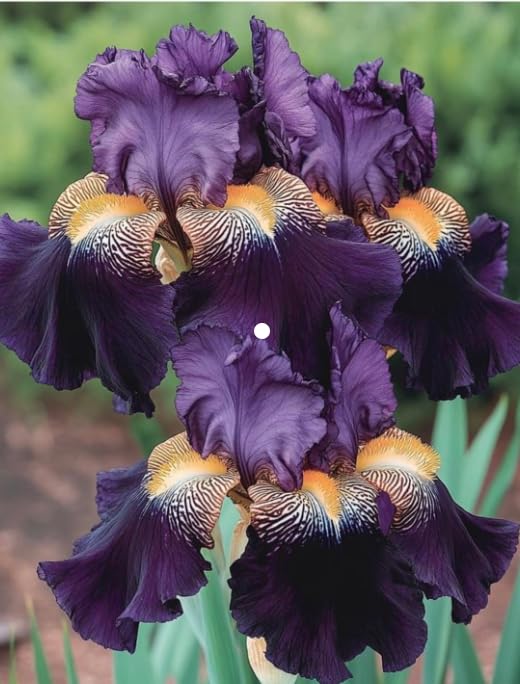 Bearded Iris Plants for Planting, Ornamental Perennial for Garden Border Yard Decor-that Grow Fast/Golden Jade Carving-10 Bulbs-B