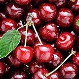 20 Stück Kirschsamen für die Gartenfarm Pflanzung Erbstück Samen Herbsternte Süße Obstbäume Rotes Fruchtfleisch Geeignet für Gärtner