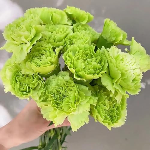 semi di garofano da balcone, decorazione di garofano selvatico resistenti, recisi da balcone rare decorazione giardino per esterni vecchie 220pcs