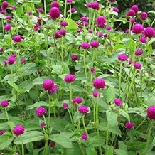 Plant World Seeds - Gomphrena Globosa Ribena Ruffles Seeds (Annual Flower Seeds)
