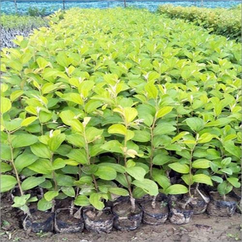 Image of Golden Bloom Grafted Thai Grafted Red & Ball Sundari Apple Ber Plants Combo Plant Height - 1 FT