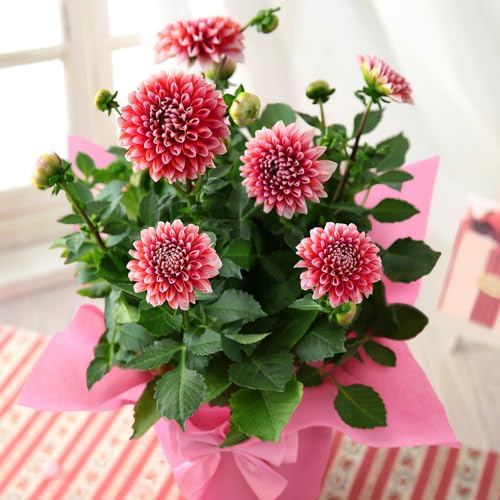 ダリア 鉢植えギフト（7.5号）