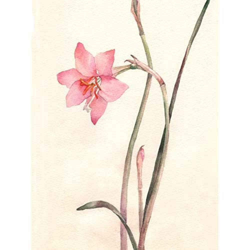 Wee Blue Coo Flower Zephyranthes Watercolour Unframed Art Print Poster Wall Decor 12x16 inch