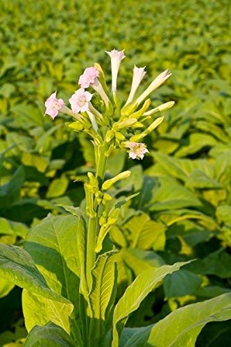Flowering Tobacco, Woodland Tobacco Seeds - Nicotiana sylvestris