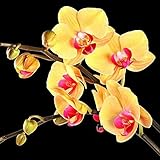 Phalaenopsis ha sido rápidamente reconocida como la flor más hermosa en jardinería.