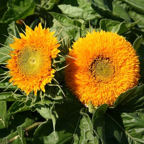 girasoles perennes resistentes para pleno sol decoración cortadas semillas de girasol jardín de interior jardín semillas 250pcs