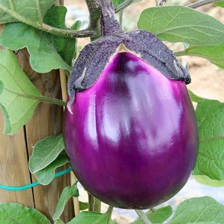Golden Hills Farm Hybrid Vegetable Seeds - Purple Brinjal/Eggplant 500+ seeds (B095SZLKK8) Amazon Price History, Amazon Price Tracker