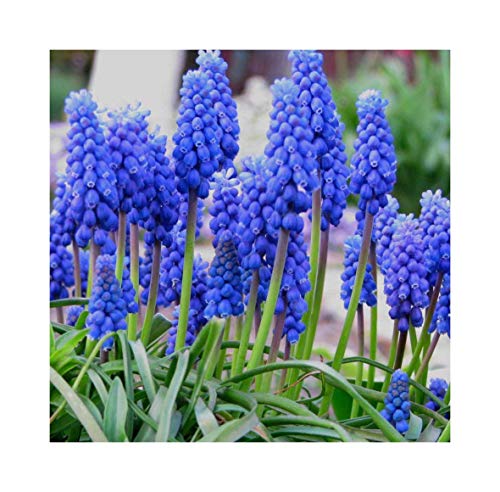 Muscari Armeniacum X 100 Blue Grape Hyacinth Bulbs, Flowering Size by Growtanical