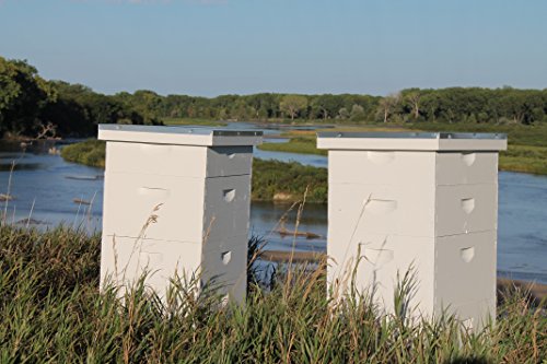 Raw Comb Honey Pure Natural Nebraska Honey (One) 1Lb (16Oz) Cut Comb #TOP6