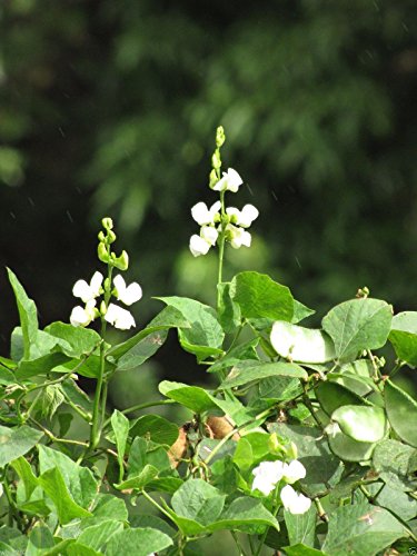 Hyacinth Bean Vine ~100 Seeds White,great for Trellis, -Beautiful
