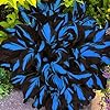 Mixrug 220+ Hosta Seeds Blue Perennial for Planting,Hosta Seeds Blue and Black,Rare Hostas Seed Shade Plant for Garden Low Maintenance #5
