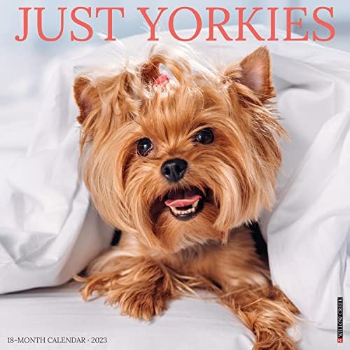 How Much Are Yorkies Without Papers