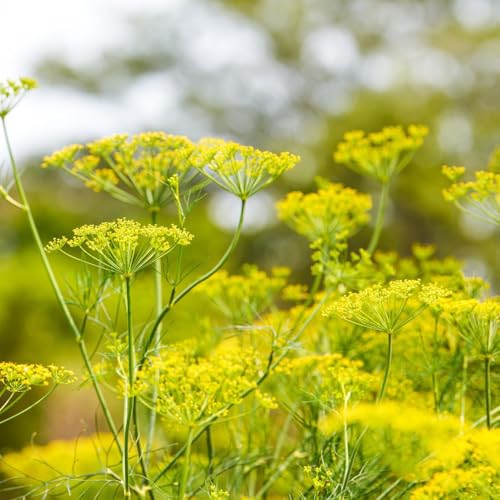 semi di aneto perenni resistenti giardino esterno in vaso estremamente rari biologiche 600pcs