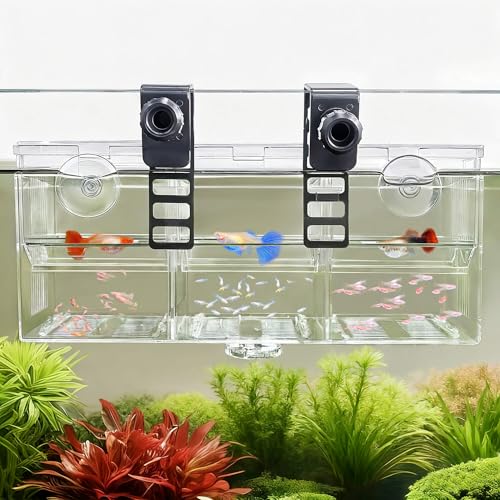 BaoZqua Triple-Chamber Aquarium Fish Breeder & Isolation Box Transparent Hatching Incubator Tank with Suction Cups & Hook Nursery for Livebearer Guppy Fry Breeding and Betta Fish Shrimp Quarantine