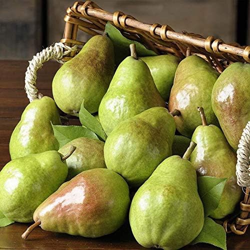 Dwarf Bartlett Pear Tree - The Golden Standard of Flavor, Grown Right in Your Backyard