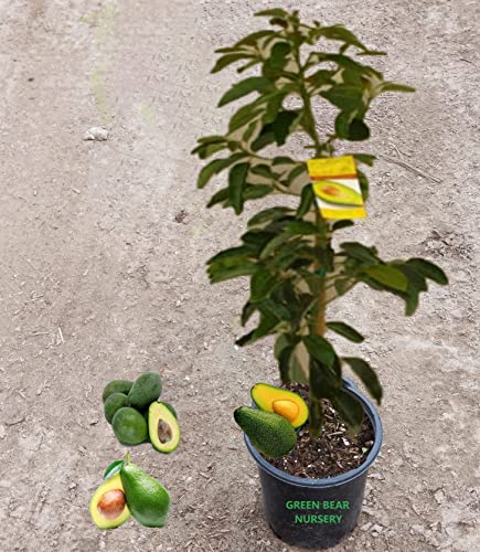 Fuerte Avocado Tree Persea Americana