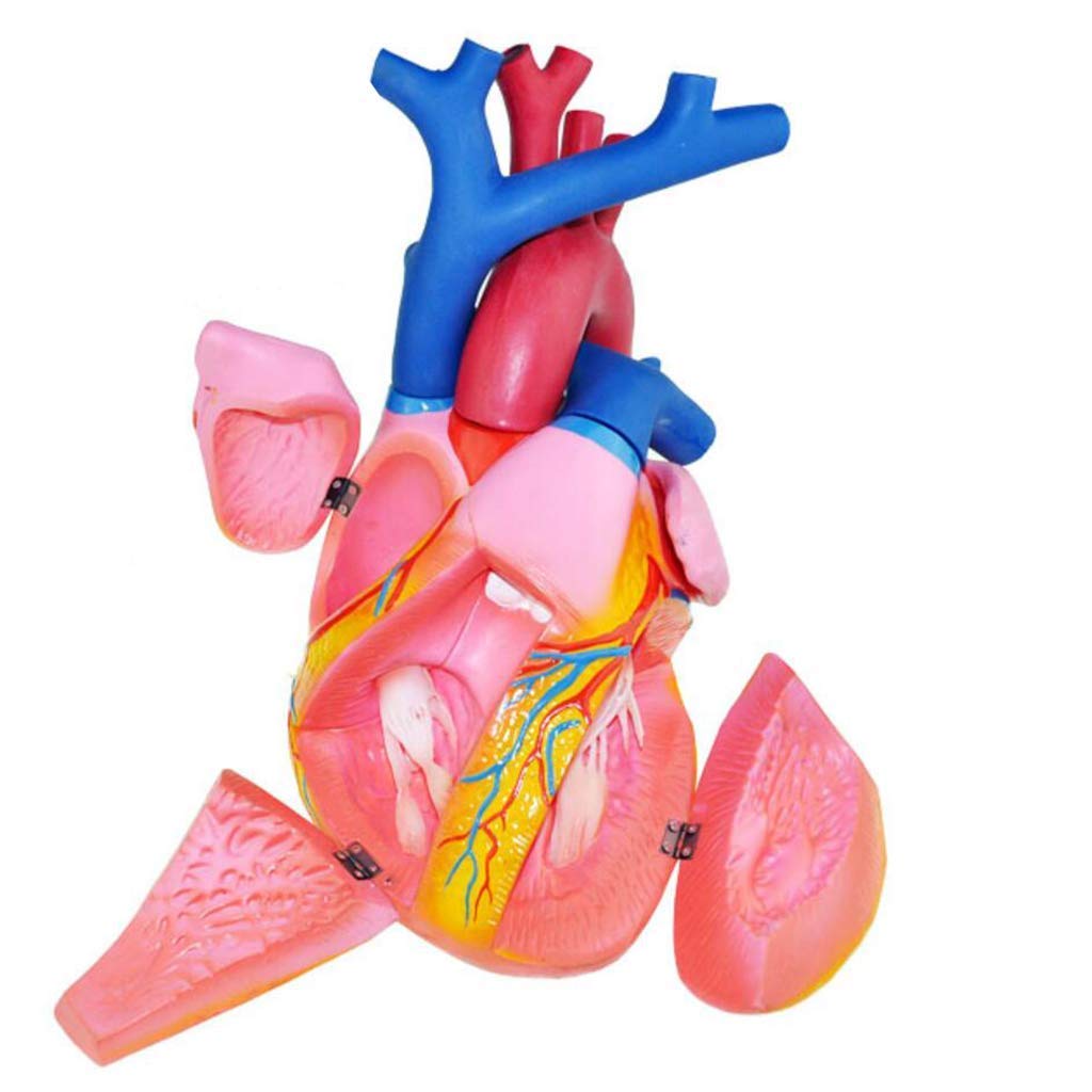 Modello anatomico Modello Cardiaco con ingrandimento 5 X - Modello anatomico di Organo Umano Modello Cardiaco Materiale PVC Modello Umano anatomico scientifico