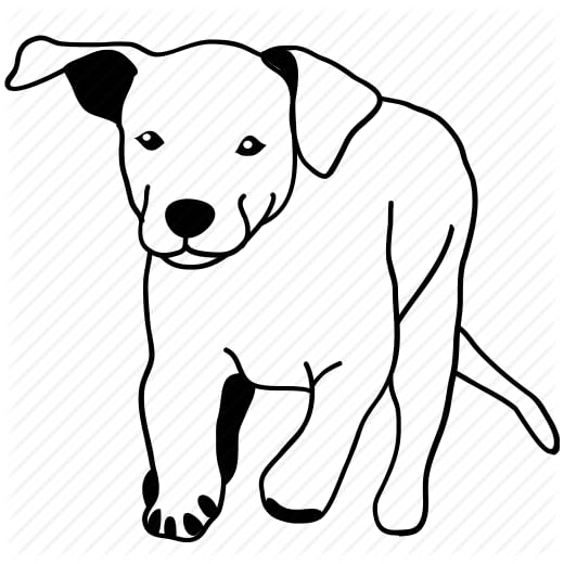 Labrador Retriever. Nutrition and Training