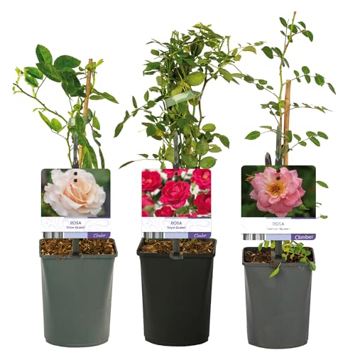 GardenersDream Lot de 3 Rosiers en Pot – Royal Queen, Snow Queen et Salmon Queen – Arbustes de Jardin Faciles d’Entretien pour Bordures, Terrasses et Bacs