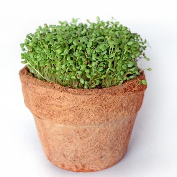 VibeXVibeX Trefoil-100 Seeds