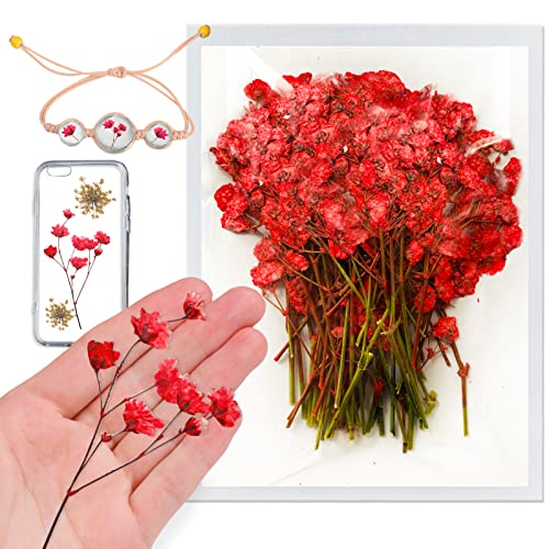 Flores secas Gypsophila rojas 42 piezas para resina miniatura 1