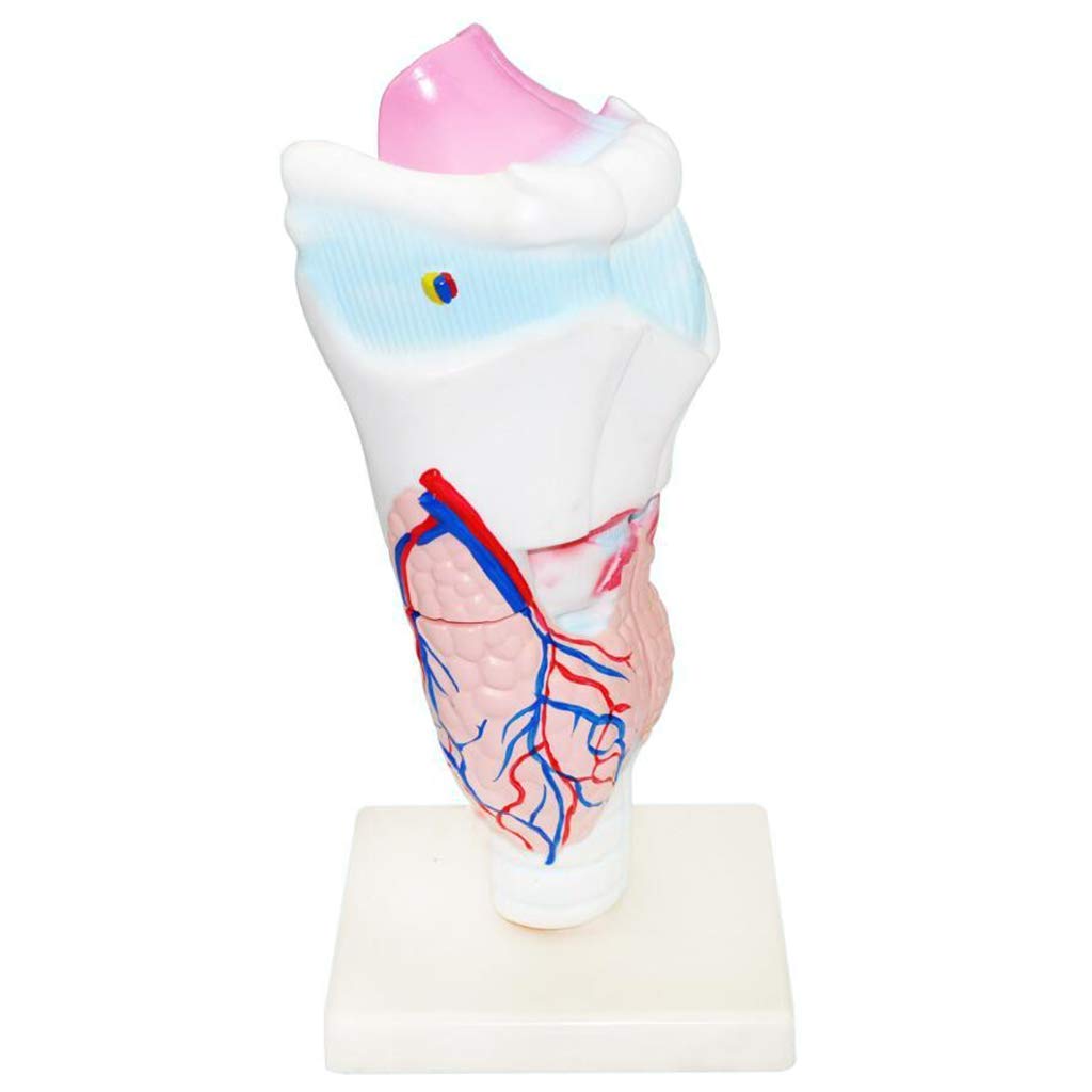 Model dydaktyczny, model ludzkiego gardła, modele naukowe anatomii człowieka - szkielet anatomiczny symulacji medycznej, materiał żywiczny profesjonalny model gardła do medycznej pomocy edukacyjnej An