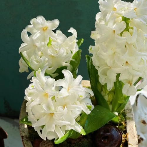 bulbos de jacinto plantas resistentes al invierno para balcones, bulbos de flores de primavera perennes, plantas en maceta resistentes, plantas resistentes para jardín, plantas 9pcs
