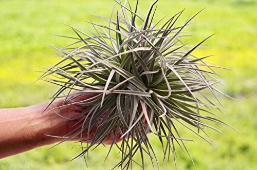 エアプランツおすすめ7選 育て方の基本やコスパ商品も ランク王