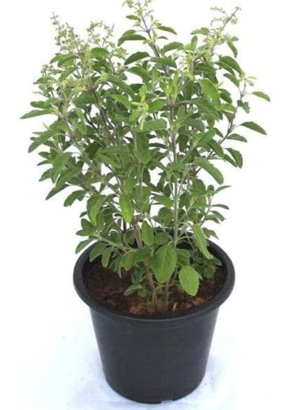 Soil Savers Real Live Ayurvedic Herbal Rama Green Tulsi Live Plant Hari Tulsi Plant With Pot (B0C7Q9Y74B) Amazon Price History, Amazon Price Tracker