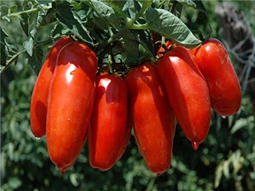 Omega F1 Hybrid Tomato Seeds - Heat Tolerant & Very Productive(25 - Seeds)
