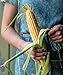 Burpee Golden Bantam Sweet Corn Seeds 200 seeds