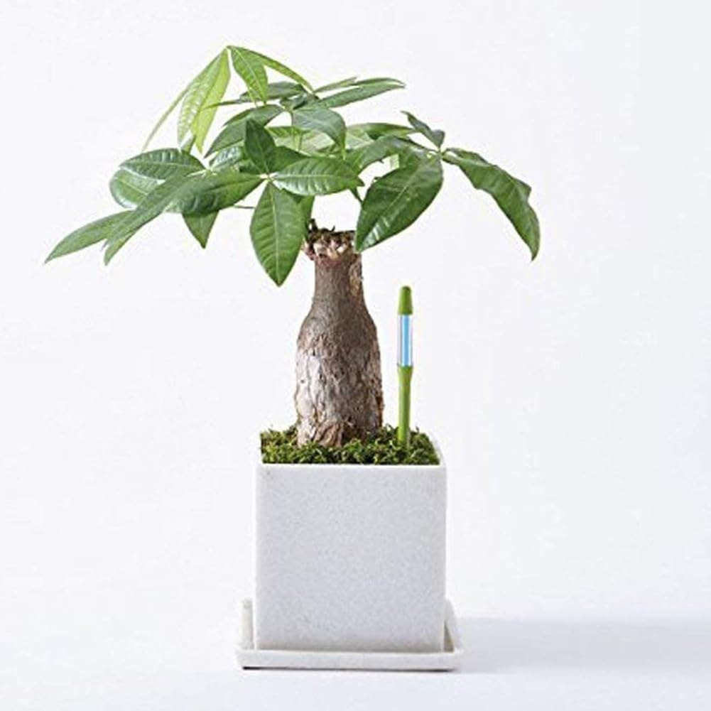 Medidor de Humedad del Suelo para Plantas Sensor de Humedad del Suelo para Plantas Medidor de Humedad del Suelo para Plantas