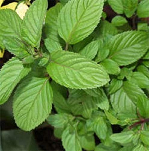 Lime Mint Mentha x piperita f.citrata Lime Aromatic herb Plant 9cm Pot