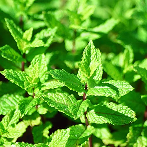 Audbhidhi Peppermint Pudina Herbs Seeds F1 Hybrid Combo Seeds For Home Gardening (B0BBW612V3) Amazon Price History, Amazon Price Tracker