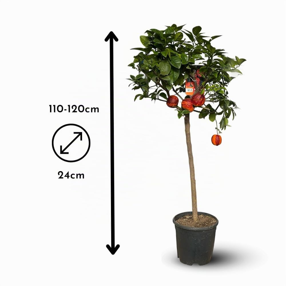 Attitude Jardin - Oranger Arcobal - citrus meyer sinensis - agrume méditerranéen - arbre fruitier - 110-120 cm - ⌀ 22 cm