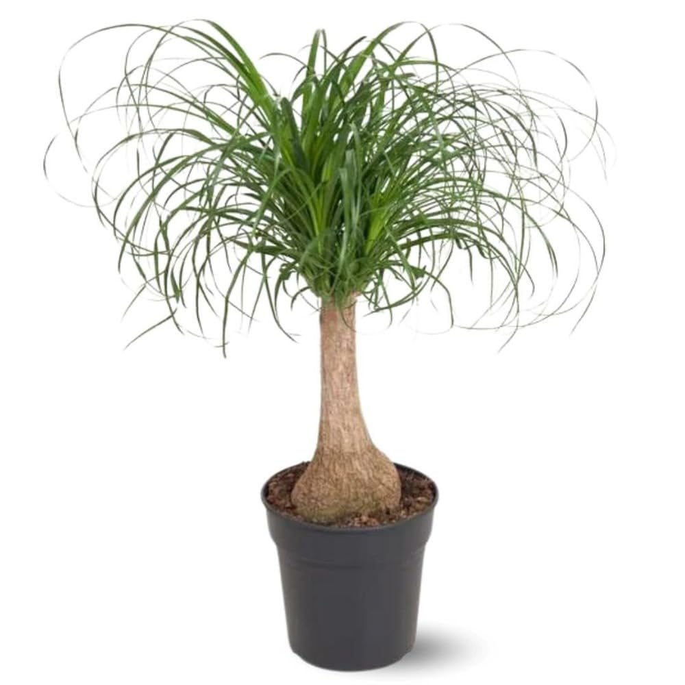 Attitude Jardin - Beaucarnea recurvata - pied d'éléphant - 90-100 cm - ⌀ 22 cm - plante d'intérieur