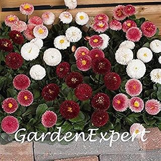 Hellgrün: 100 Stück Mix-Farben Kleine Daisy Samen Topf Daisy Bellis perennis Blumensamen Garten Bonsai Blume Seesd Pflanze DIY: Only Seeds