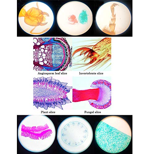 Kit de science de 25 échantillons de microscopes, cadeau éducatif avec coffret bois - 5