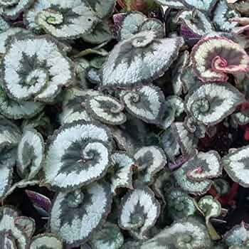 【さらにお値下げしました】ベゴニア百科 51NAepSa7xL._UF350,350_QL50_.jpg