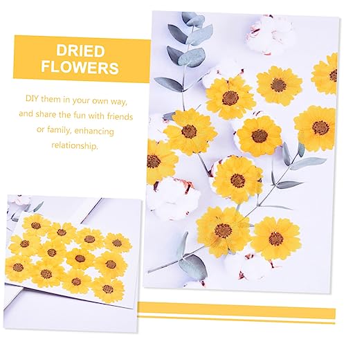 Flores Secas Margarita para Manualidades 96pcs miniatura 4