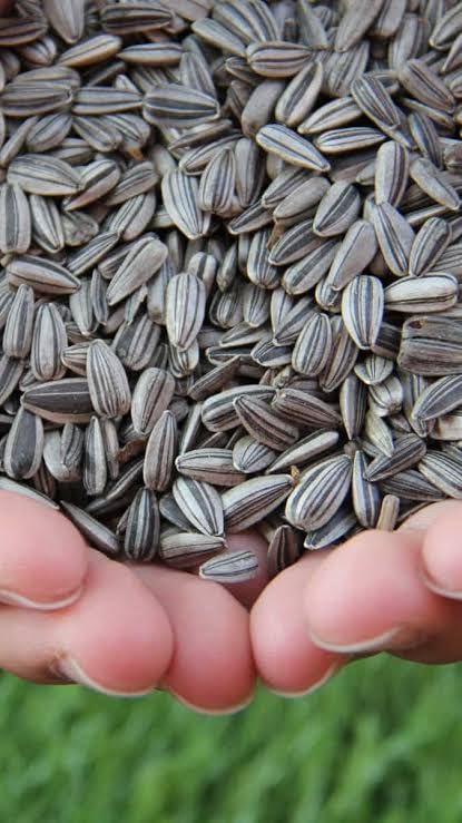 V aquaria Striped Premium Sunflower Seeds for Birds 1000 Gm, Bird Food for Lovebirds, Cockatiels, Sun Conure, African Grey Parrot, Amazon, Macaws, Cockatoos for All Life Stages (1000 Gm) (1000g) (B0D585BRXL) Amazon Price History, Amazon Price Tracker