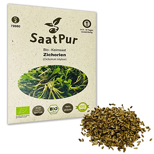 Zichorien BIO Keimsprossen Samen von SaatPur - Keimsaat für Sprossen, Microgreens - 20g