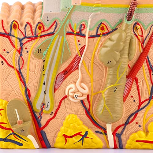 Image of JTLB 50X Three Dimensional Human Skin Magnified Model Anatomy Biology Teaching Aid Laboratory Supplies