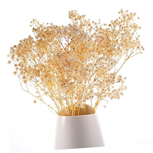 Ramo de flores secas Babysbreath para decoración natural miniatura 5