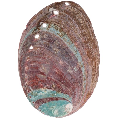 NIYANGLE Concha de Abulón Natural 10-11 Cm para Quemar Incienso, Soporte Decorativo para Hierbas, Adorno Ecológico para Hogar y Templo, Contenedor Multiusos para Fragancias Aromáticas