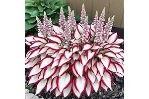 White Hosta Live Plant | 100pcs Hosta Plant Seeds White Red
