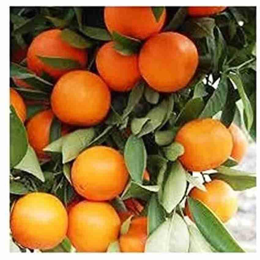 See full amazon price history chart for Healthy Orange Fruit Plant Grafted Plant All time Fruiting Sweet Variety Live Pack of 1 Best For Gardening Healthy Orange Fruit Plant Grafted Plant All time Fruiting Sweet Variety Live Pack of 1 Best For Gardening (B0CX5FBTVD) Amazon Price History, Amazon Price Tracker